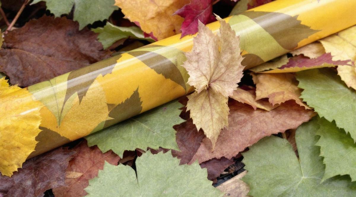 Alternatives écologiques au film plastique alimentaire